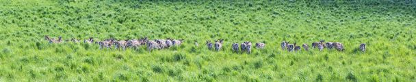 Herd of European roe deer - Capreolus capreolus, panorama - Photo, Image