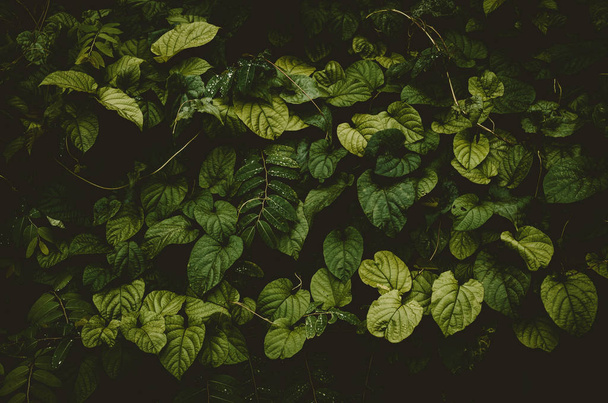 Natura tropicale verde foglia texture astratto sfondo
. - Foto, immagini