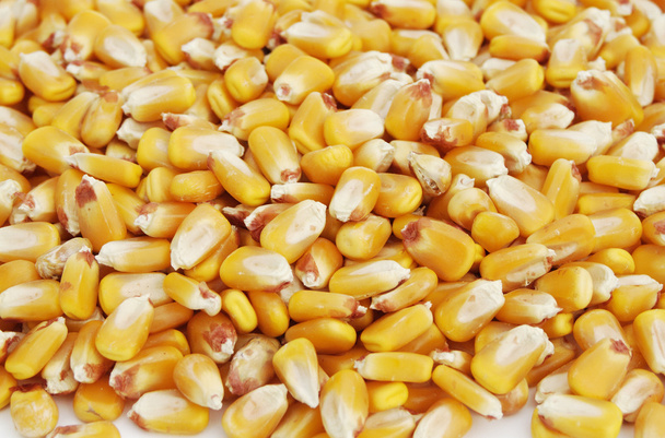 a kukorica 4 mag - Fotó, kép