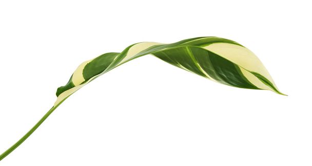 Heliconia follaje variegado, Hoja tropical exótica aislada sobre fondo blanco, con camino de recorte     - Foto, imagen