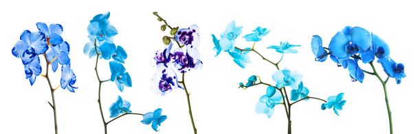 Set of different blue orchid flowers on white background - Fotografie, Obrázek