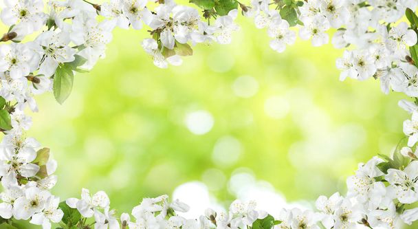 Κλαδιά δέντρων με μικροσκοπικά λουλούδια από θολή φόντο, Χώρος για το κείμενο. Καταπληκτικό άνθος της άνοιξης - Φωτογραφία, εικόνα