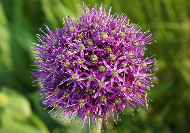 The allium purple flowers - Photo, Image
