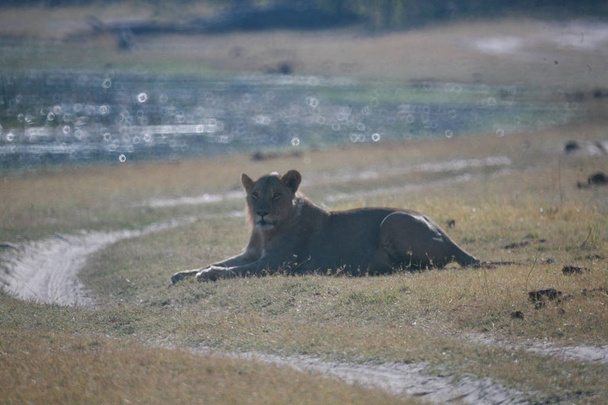 Левиця, Ботсвана
 - Фото, зображення