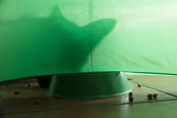 shadow of a cat on a green background - Photo, Image