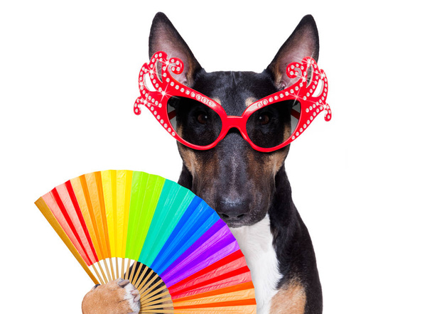 gay pride dog - Fotoğraf, Görsel