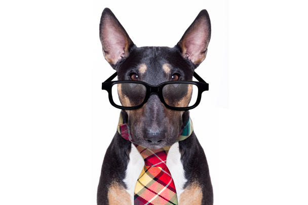 business boss dog - Фото, изображение