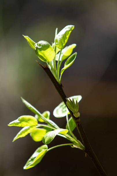 Gałąź gruszy z pędy liści oświetlone przez słońce - Zdjęcie, obraz