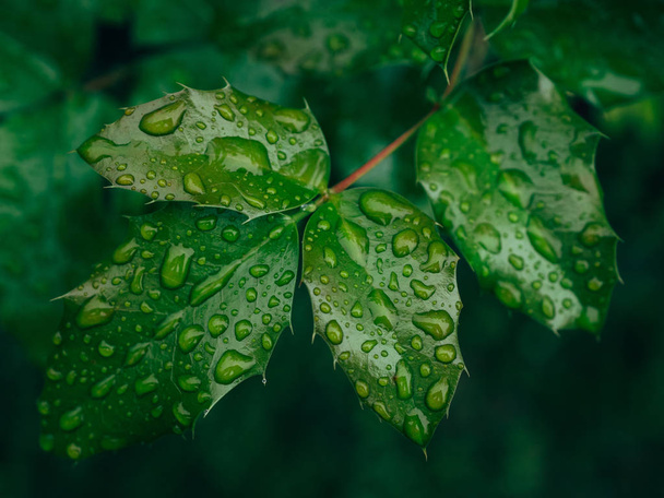 green leaf with water drops - Photo, image