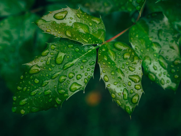 水滴付きの緑の葉 - 写真・画像