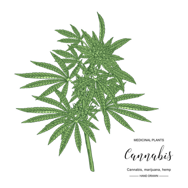 Cannabis sativa or cannabis indica plant. Marijuana leaves and seeds. Medical and cosmetic herbs. Botanical vector illustration. - Вектор,изображение