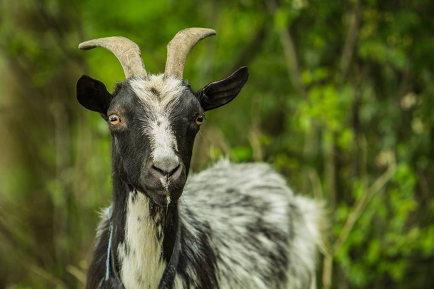 Nahaufnahme Porträt eines Nutztieres, einer schwarz-grauen Ziege mit gelben Augen und Hörnern, die an einem Frühlingstag auf einer Weide steht. verschwommener grüner Hintergrund. - Foto, Bild