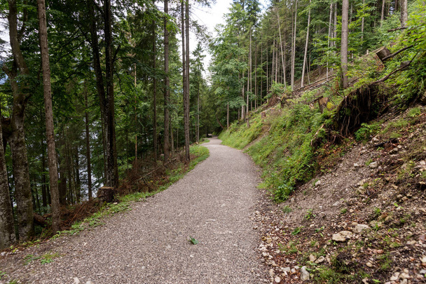 Bavyera ormanındaki ağaçlar. Güney Almanya - Fotoğraf, Görsel