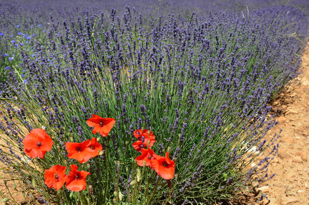 Lavenders Provence-ban, Franciaország déli részén - Fotó, kép