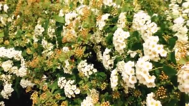 Flores blancas frescas y hojas verdes - Spiraea Bush
  - Imágenes, Vídeo