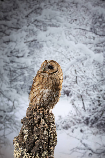Потрясающий портрет Tawny Owl Strix Aluco в зимнем снежном лесу
 - Фото, изображение