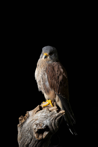 Потрясающий перенос Kestrel Falco Tinnunculus в студию
  - Фото, изображение
