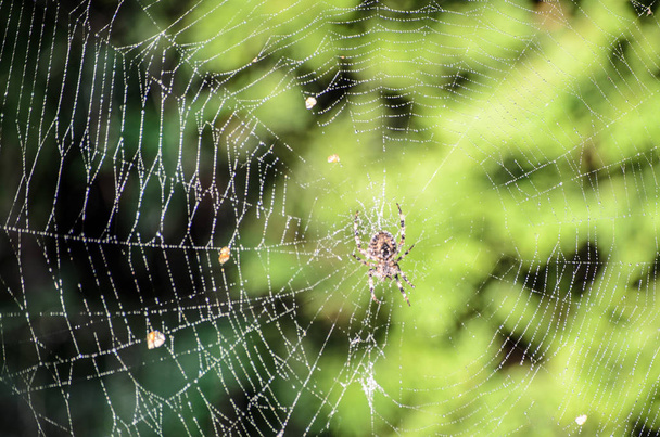ein Spinnennetz mit einer Spinne auf grünem Waldhintergrund - Foto, Bild