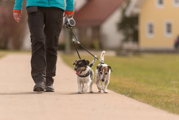 İtaatkar köpekler köyde sahibiyle birlikte tasmayla yürürler. -  - Fotoğraf, Görsel