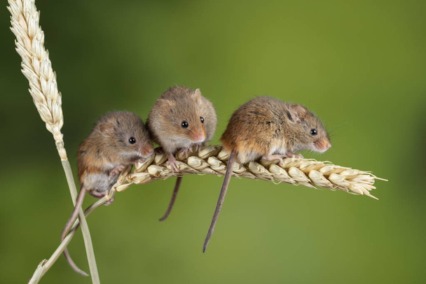 Adorable souris de récolte mignonne micromys minutus sur tige de blé avec
  - Photo, image