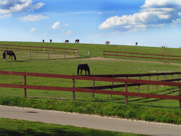 Velká pastvina s koňmi, krajina s dramatickými mraky na obloze - Fotografie, Obrázek