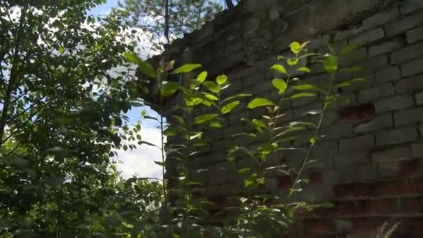 荒廃した家の壁と木々が周りに生えている - 映像、動画