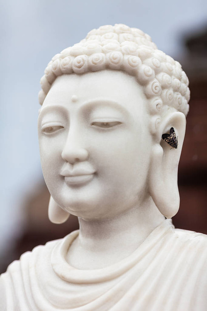 Moth on an ear of marble head of a Buddha - Photo, Image