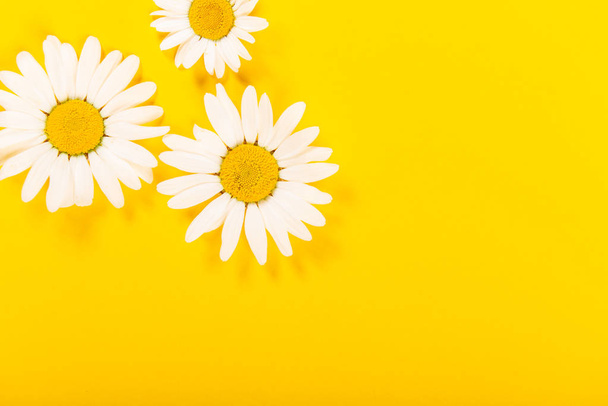 Kwiatowy wzór rumianku na jasnym żółtym tle - Zdjęcie, obraz