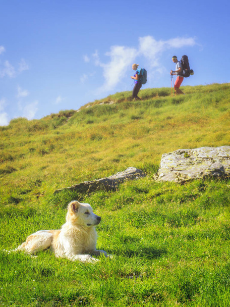 Shepherd dog on a green meadow in the Romanian Carpathians and two hikers - Foto, Imagen