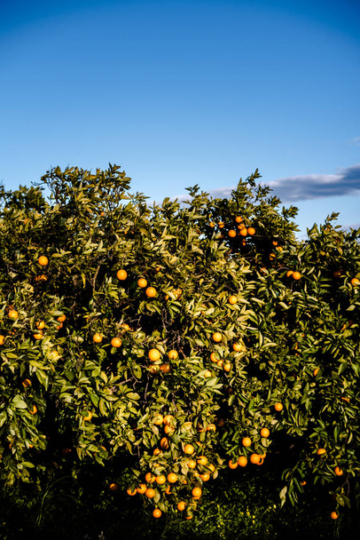Zralé pomeranče pěstované ve středomořském sadu na slunci, které rostou - Fotografie, Obrázek