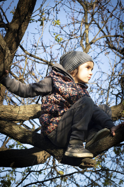 Une jeune fille grimpe un arbre
. - Photo, image