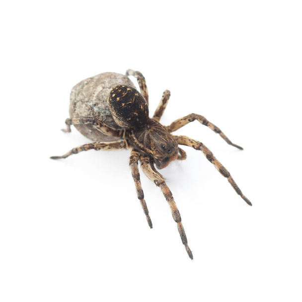 Samice vlčího pavouka se zámotkem izolovaným na bílém - Fotografie, Obrázek