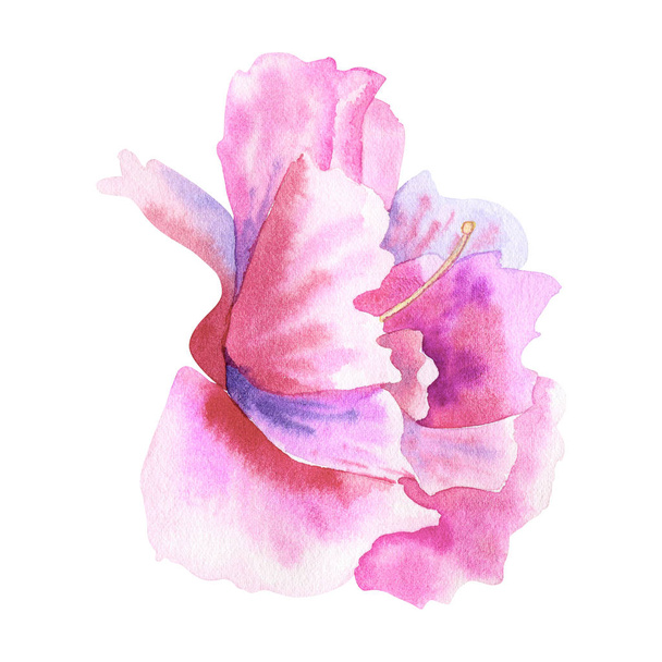 Kaunis violetti vaaleanpunainen kukka. Käsin piirretty akvarelli kuva. Eristetty valkoisella pohjalla
. - Valokuva, kuva