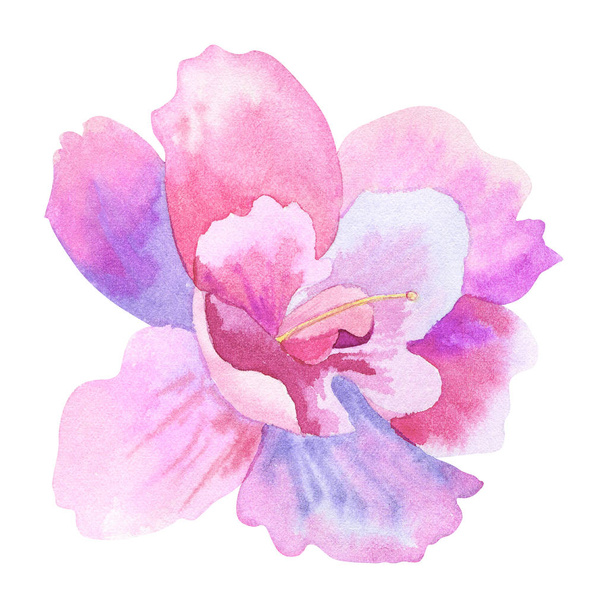 Beautiful purple pink flower. Hand drawn watercolor illustration. Isolated on white background. - Photo, Image