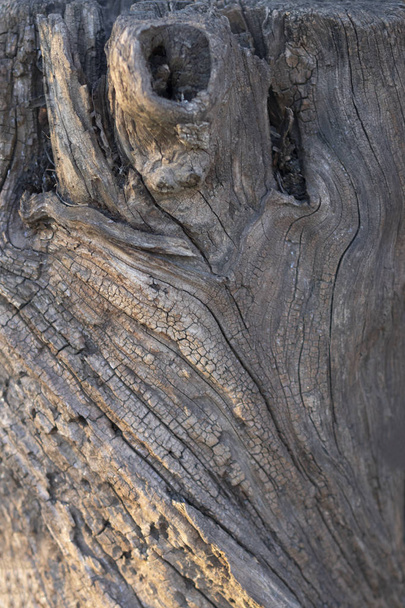 Textura de madeira velha. Close-up de um velho tronco de madeira danificado
 - Foto, Imagem