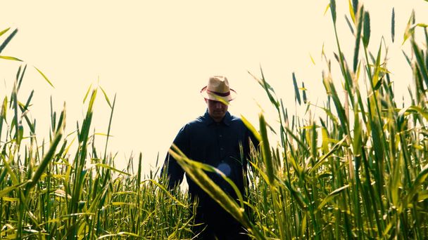 Portrait of a young guy (man) in a working uniform and a straw hat in the middle of a field around wheat and hay, running around it and checking the wheat for maturity, heat field in a shirt and straw hat breathes in the fresh air and feels free. Con - Photo, image