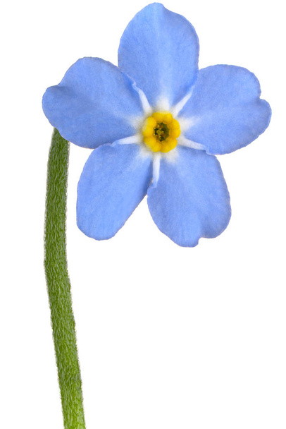 forget me not flower - Foto, immagini