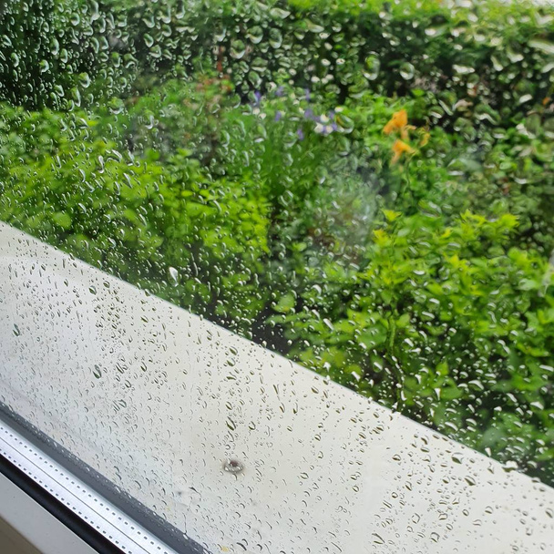 グラスに雨が降った。ガラスの後ろの緑の庭. - 写真・画像
