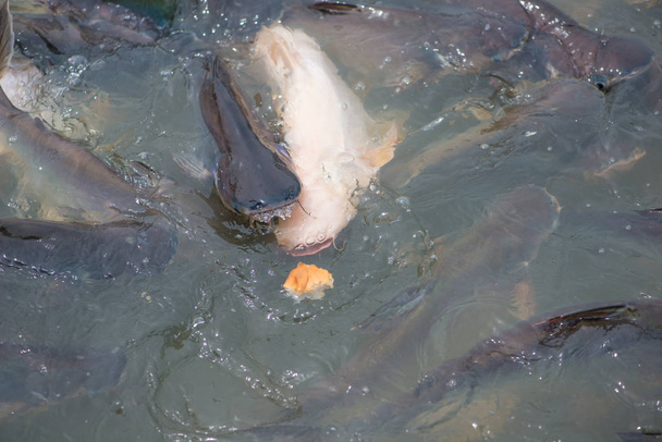 Tayland nehrinde yanardöner köpekbalığı - Fotoğraf, Görsel