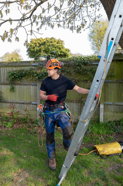 Tree Surgeon with a ladder - Photo, Image