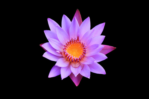 Lotus Blooming isolado em fundo preto
. - Foto, Imagem