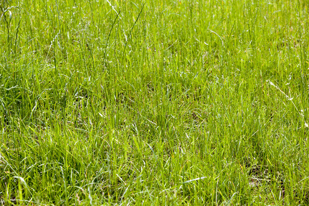 fresh green grass background with bright sun light - Photo, Image