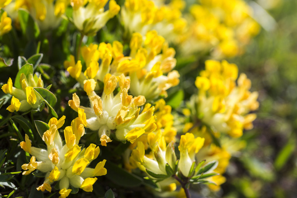 przelot pospolity kwiaty górskie w Alpach niemiecki - Zdjęcie, obraz