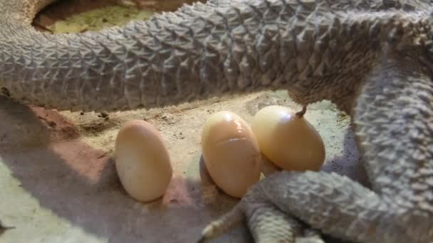 Pogona vitticeps εκθρονίζοντας αυγά - Πλάνα, βίντεο