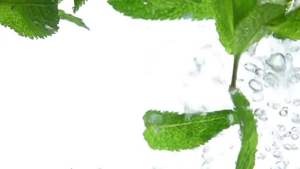Uzavřete čerstvé zelené mátové listy plovoucí ve vodě - Záběry, video