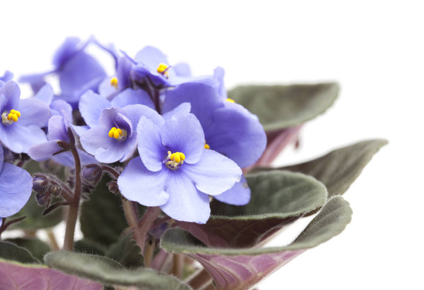 blue African Violet n white  - Photo, Image