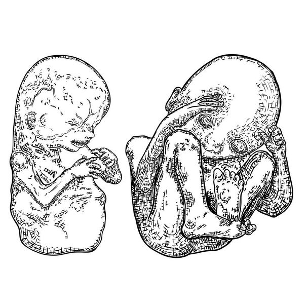 Baby development in pregnancy drawing. Anatomy and pregnancy per - ベクター画像