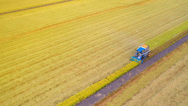 Vista aérea de la máquina segador trabajando en el campo de arroz desde arriba
 - Foto, Imagen