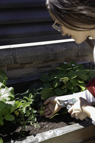 schöne Frau kümmert sich um städtischen Gemüsegarten - Foto, Bild