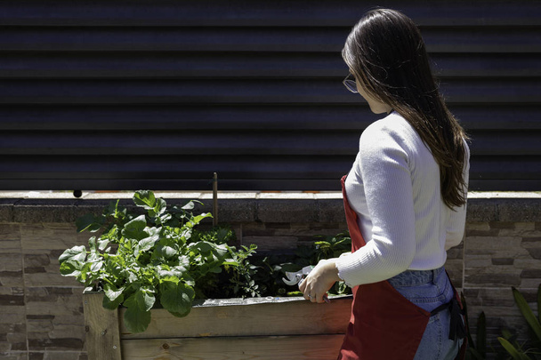 Krásná žena se stará o zahradní zeleninu - Fotografie, Obrázek